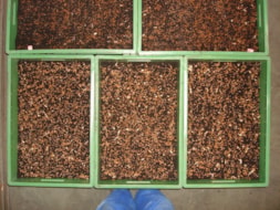 Seed